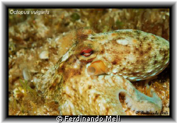 A Octopus vulgaris in the Mediterranean sea. by Ferdinando Meli 